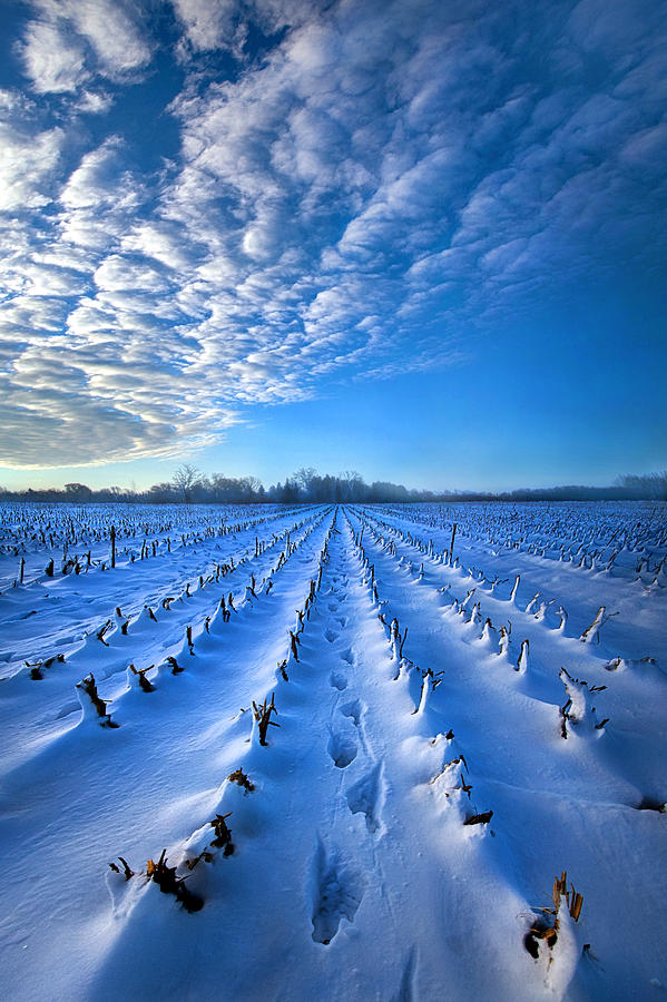 Winter Photograph - Strolling Between The Rows by Phil Koch