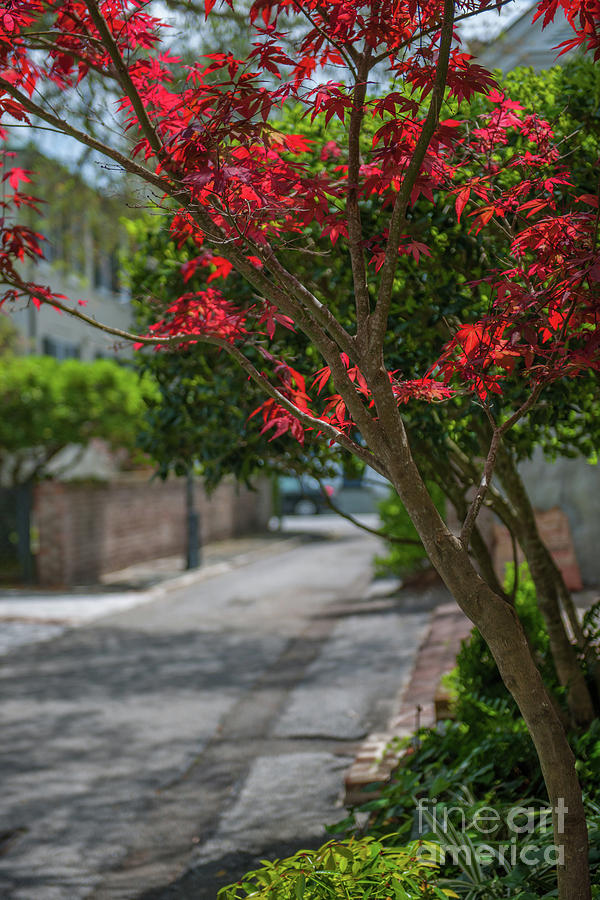 Strolling Charleston Back Alleys in the Spring Photograph by Dale Powell