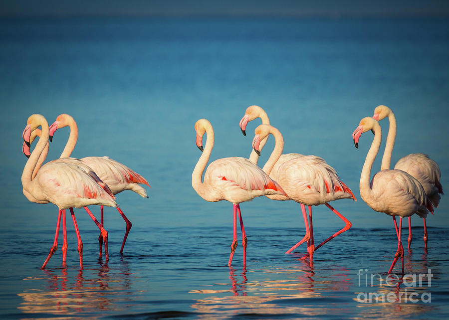 Strolling Flamingos Photograph by Inge Johnsson