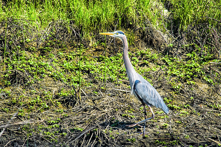 Strolling Great Blue Heron Photograph