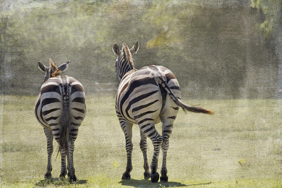 Zebra Photograph - Strolling Home by Rebecca Cozart