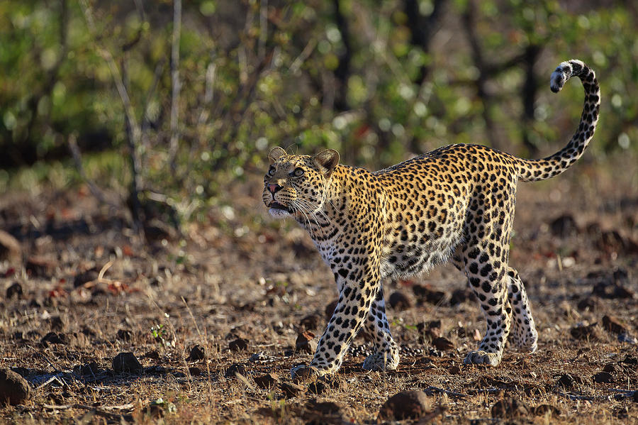 Strolling Leopard Photograph by Andy Trowbridge - Fine Art America