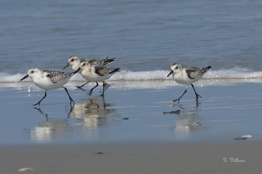 Strolling Shorebirds Photograph by Dan Williams