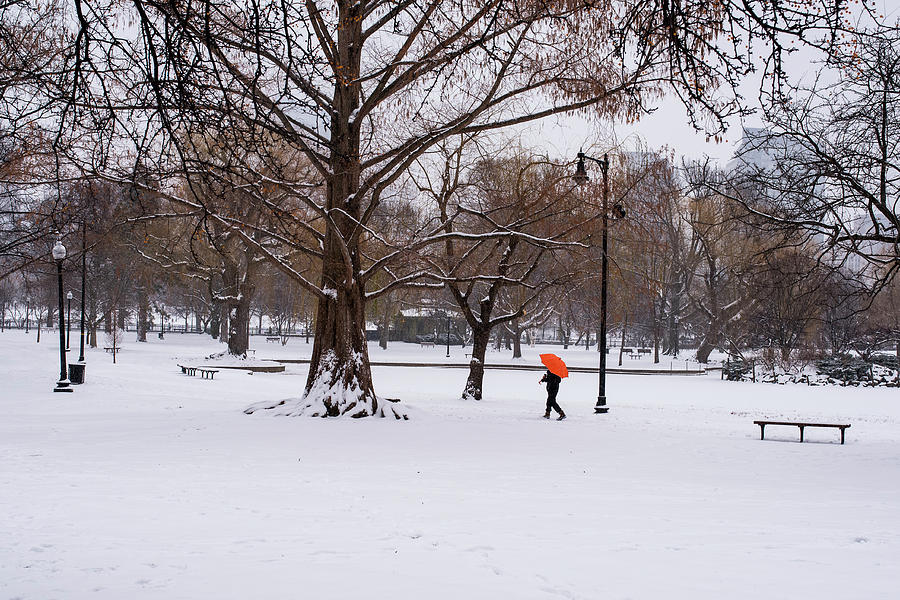 Strolling the Boston Public Garden on a snowy morning Boston MA Photograph by Toby McGuire