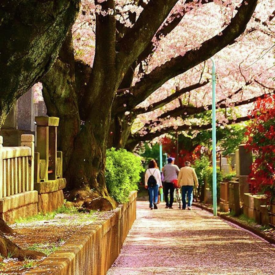 Tokyo Photograph - Strolling Under The Cherries In Tokyo by Kei Oguchi