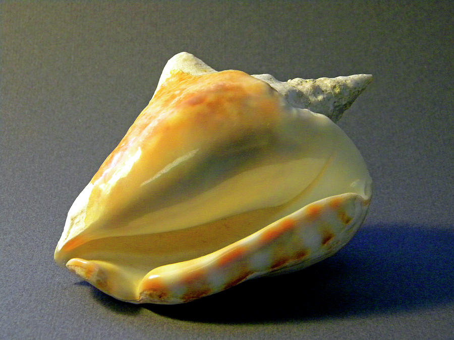 Strombus inermis Seashell Photograph by Frank Wilson