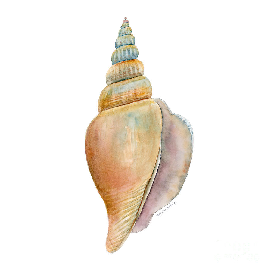 Shells Painting - Strombus Vittatus Shell by Amy Kirkpatrick
