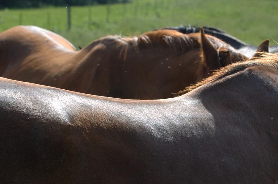 Strong Backs Photograph by Jon Benson Fine Art America