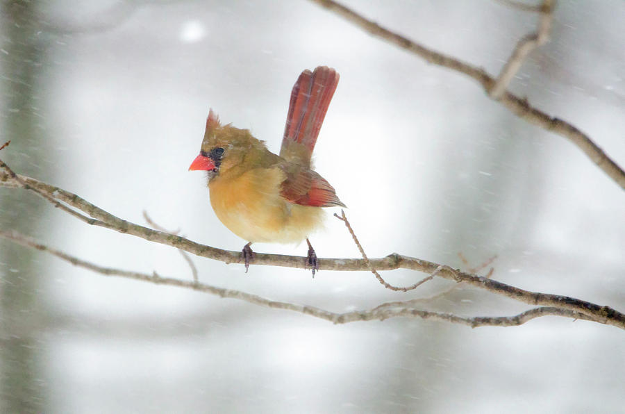 Strong Female Cardinal Digital Art by Donna Doherty