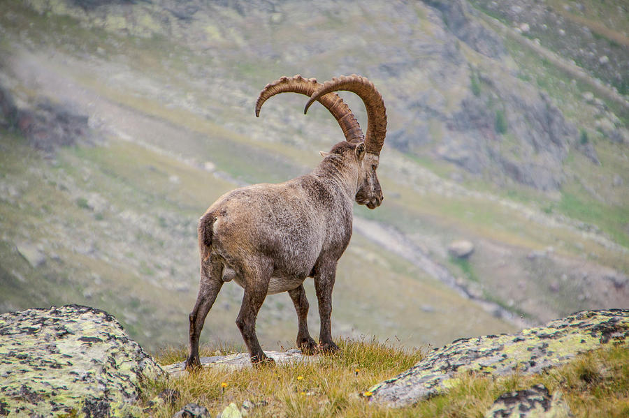 Animal Photograph - Strong Mountain Alpine Ibex Wall Art Prints by Wall Art Prints