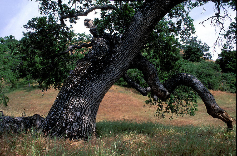 Tree Photograph - Strong Old Oak by Kathy Yates