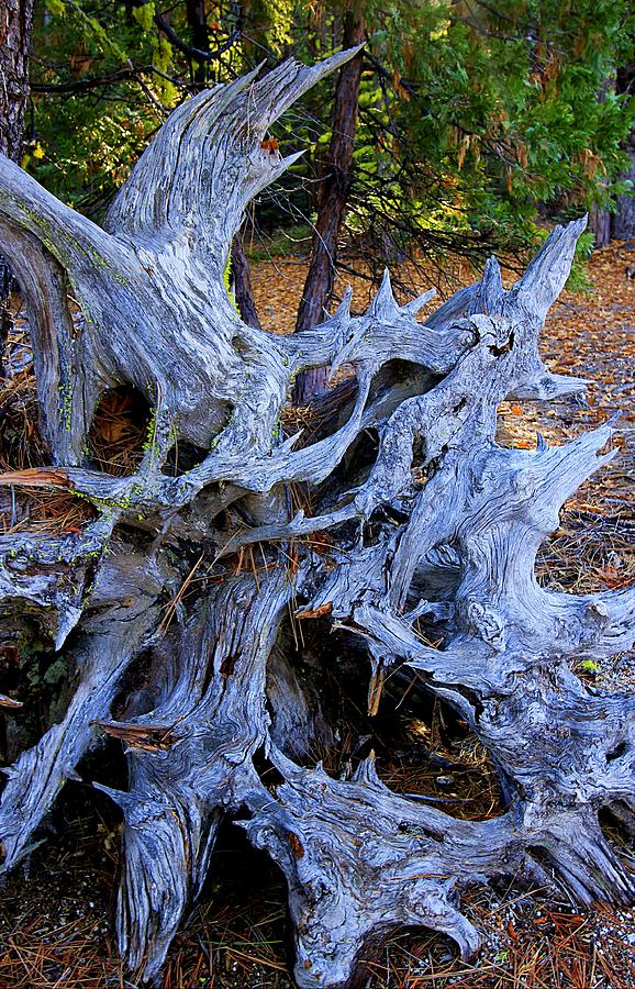 Strong Roots In Nature Photograph by Sean Sarsfield
