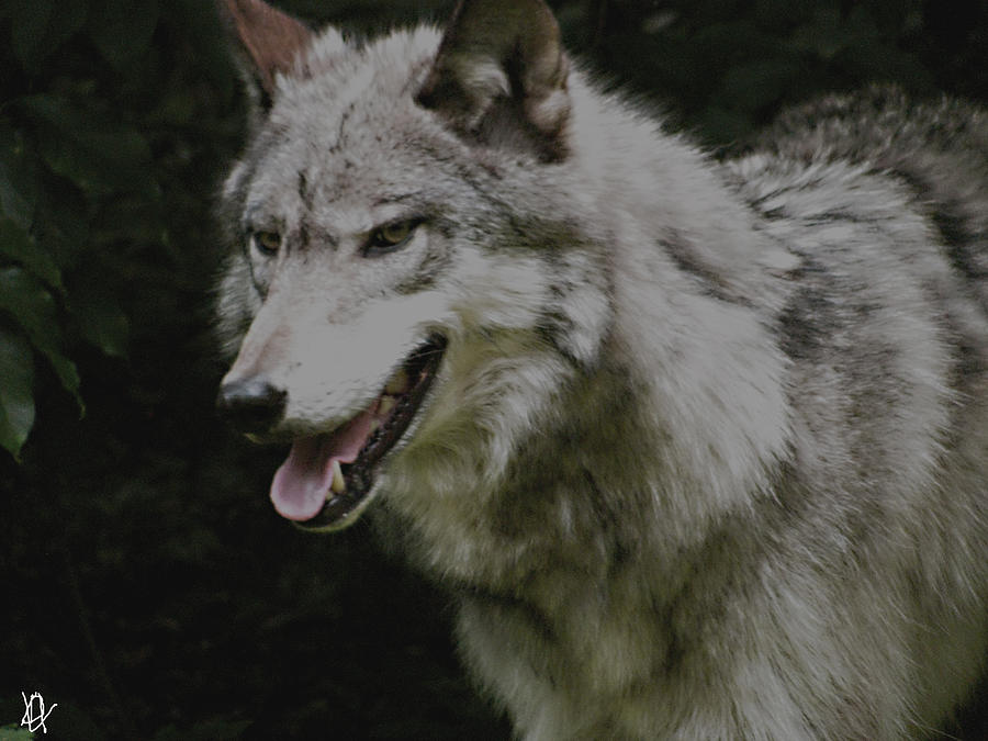 Wildlife Photograph - Strong Wolf by Debra     Vatalaro