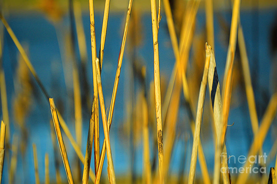 Strongs Neck Reeds Photograph by Lynellen Nielsen