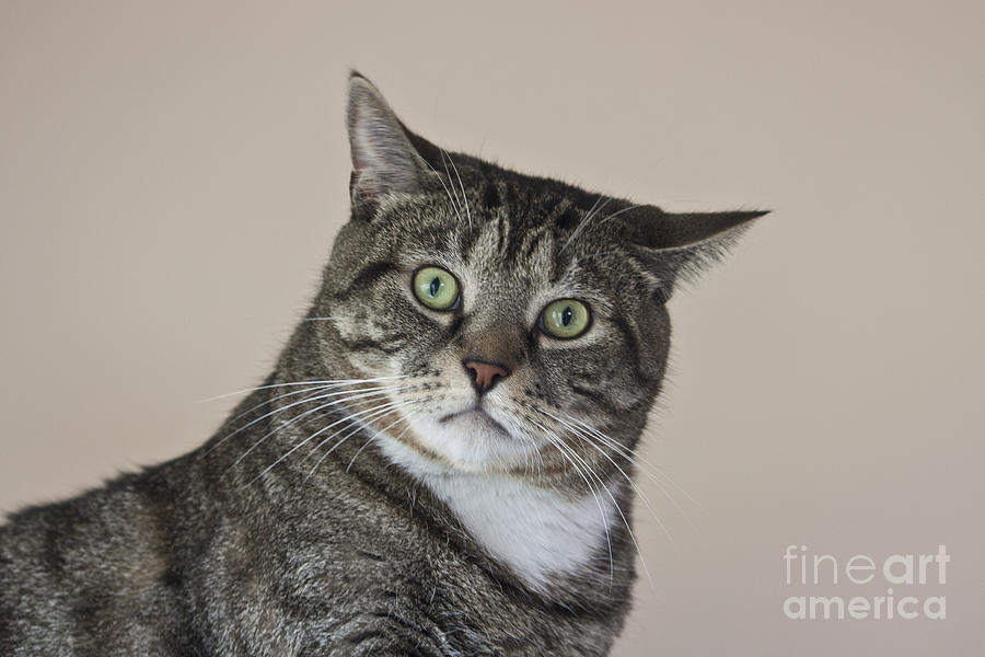 Cat Photograph - Stroppy Cat by Terri Waters