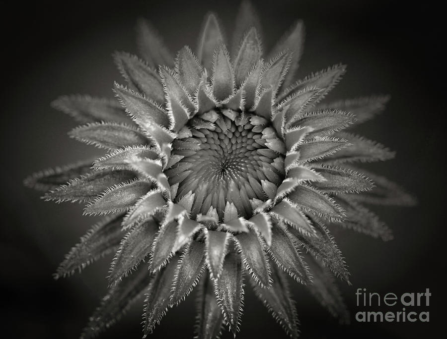Black And White Photograph - Structure by Karen Adams