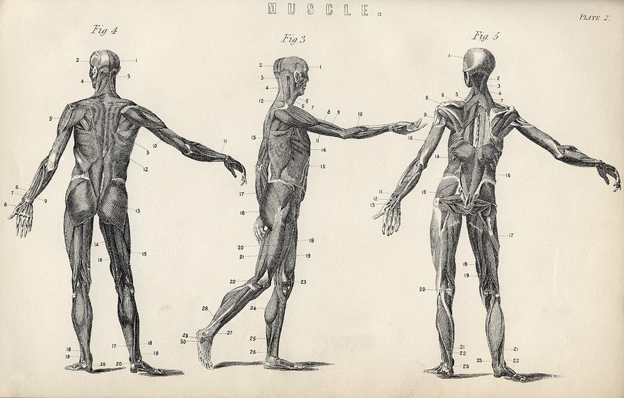 Organs sketch human body parts medical anatomy Vector Image