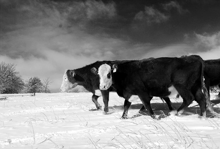 Cow Photograph - Struggle by Running J