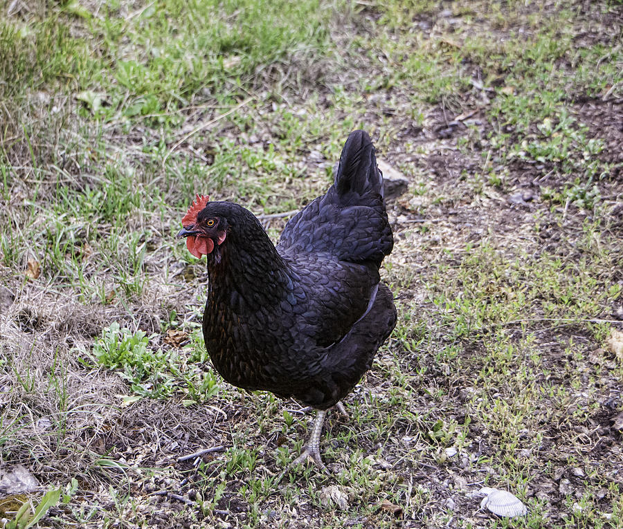 Chicken Photograph - Strutting Black Hen by Phyllis Taylor
