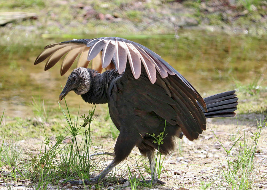 Strutting Black Vulture Photograph by Carol Groenen