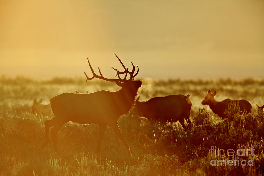 Strutting Bull Elk Photograph by Daryl L Hunter | Fine Art America