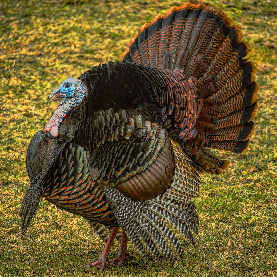 Strutting For The Ladies Photograph by Dale Kauzlaric