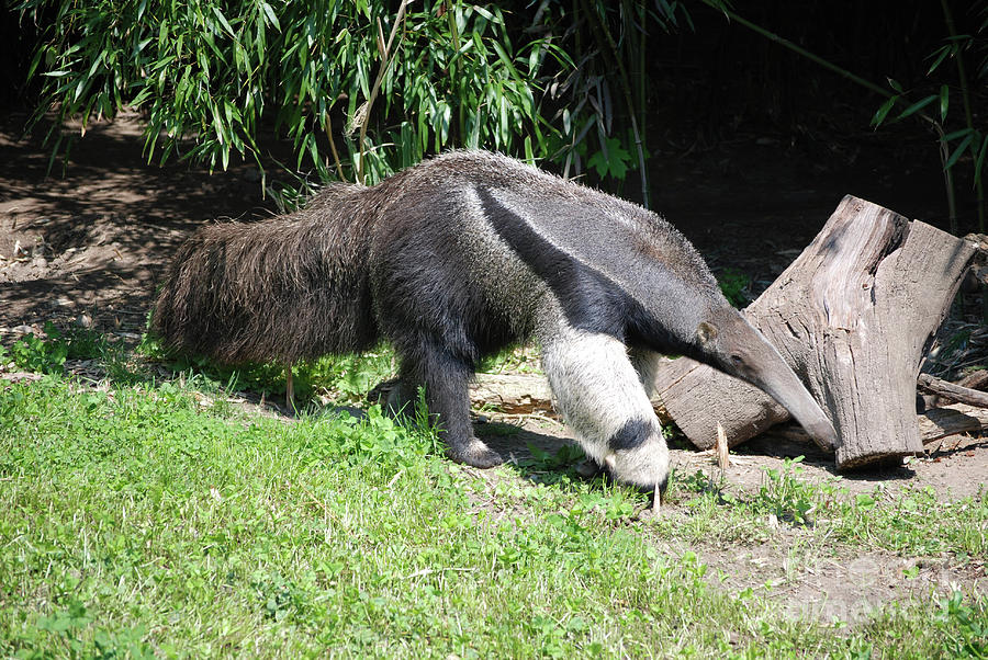Strutting Giant Anteater Photograph by DejaVu Designs