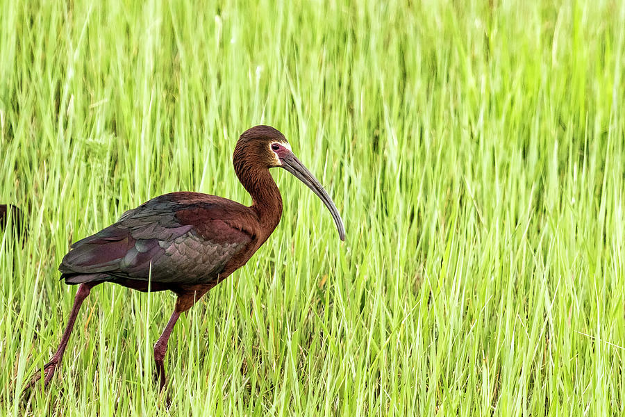 Strutting White-faced Ibis in Breeding Plumage Photograph by Belinda Greb
