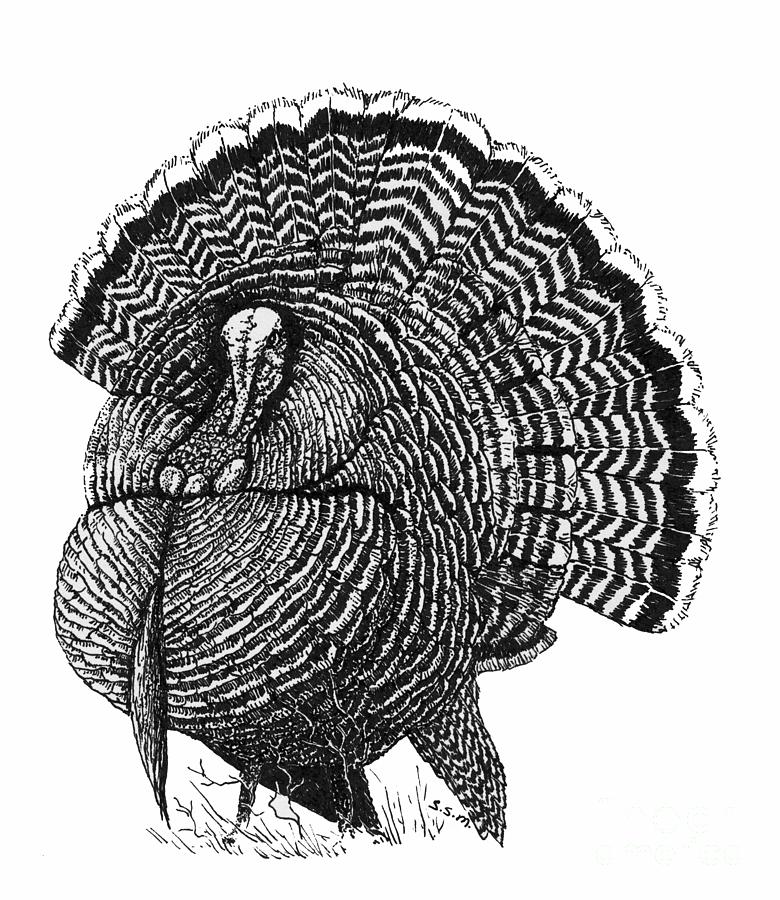 Strutting Gobbler Drawing by Suzanne McKee
