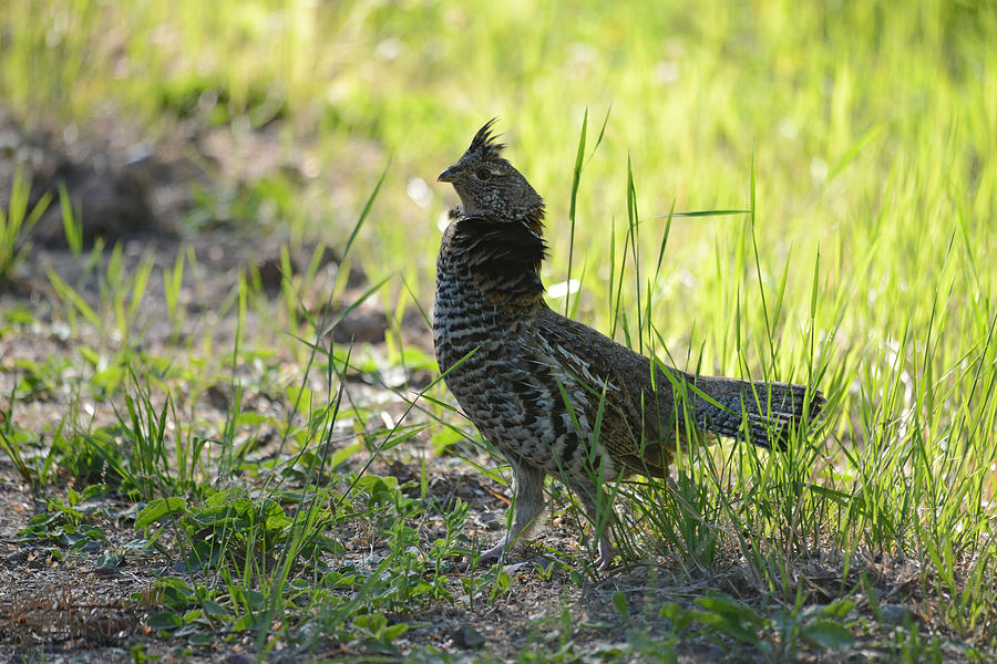 Nature Photograph - Strutting Grouse by Whispering Peaks Photography
