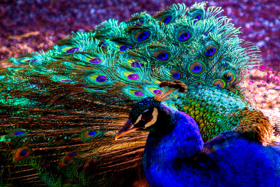 Peacock Photograph - Strutting His Stuff by David Patterson