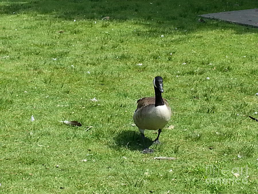 Goose Photograph - Strutting His Stuff by Mary Ann Weger