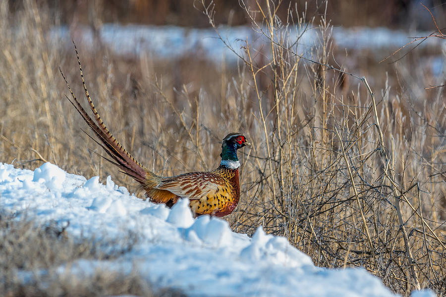 Strutting In The Glow Photograph by Yeates Photography