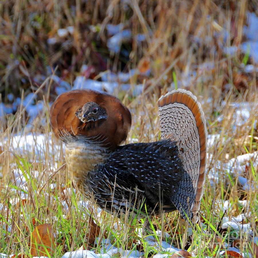 Strutting Partridge Photograph by Sandra Updyke