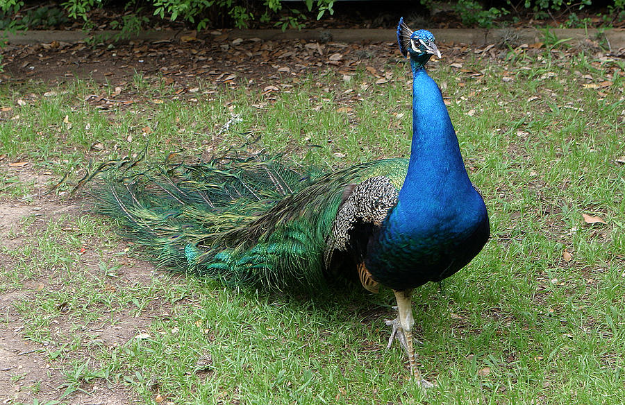 Strutting Peacock Photograph by Linda Phelps