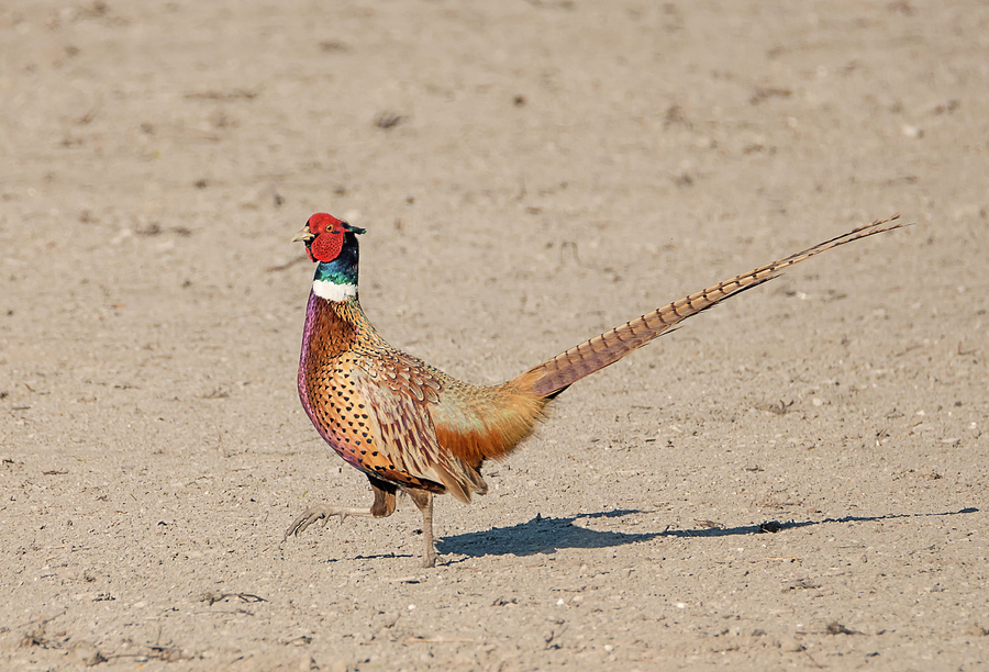 Strutting Pheasant Photograph by Loree Johnson