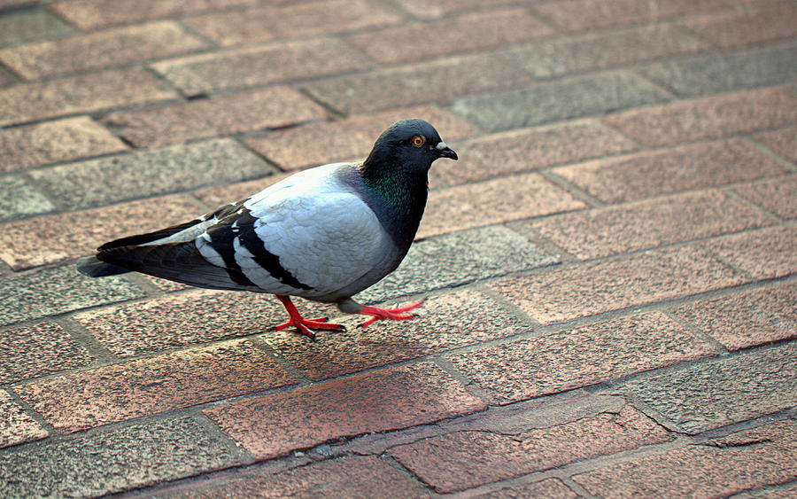Strutting Pigeon Photograph by Joseph Skompski