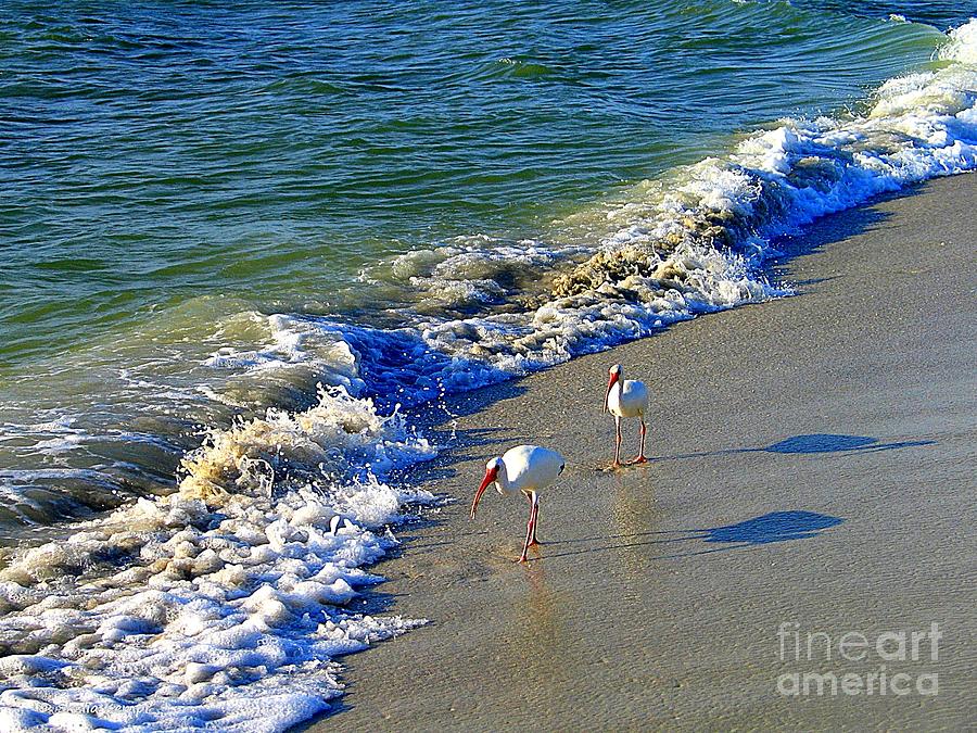 Strutting Shadows - White Ibis strutting on the Beach Photograph by Shelia Kempf