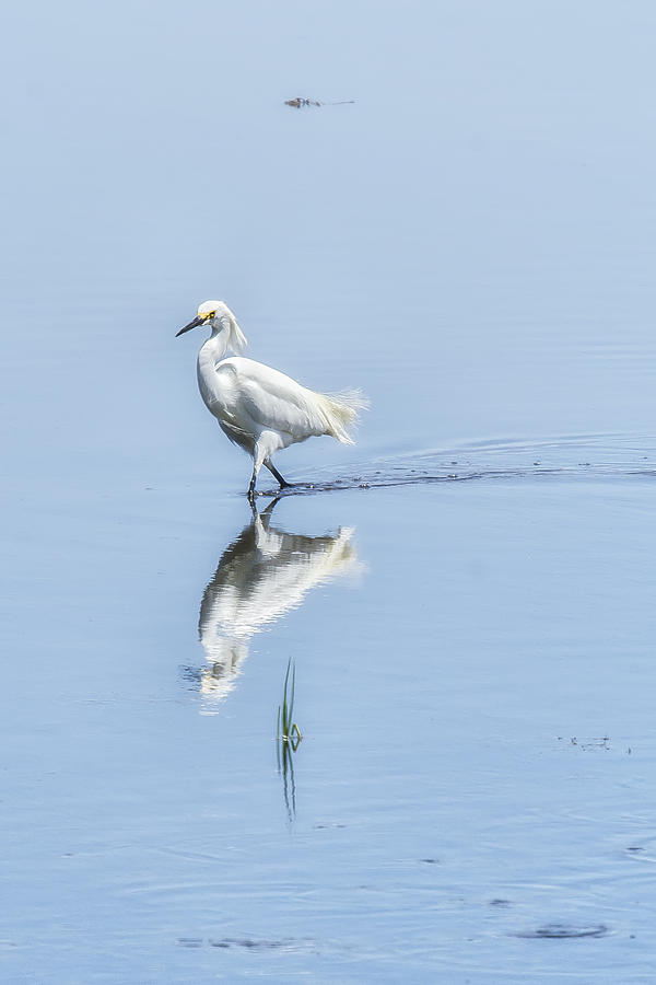 Strutting Snowy Egret from Chincoteague Photograph by Belinda Greb