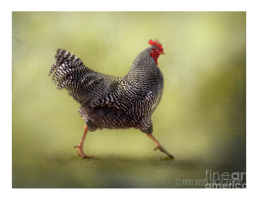Strutting that Stuff Photograph by Kathy Russell