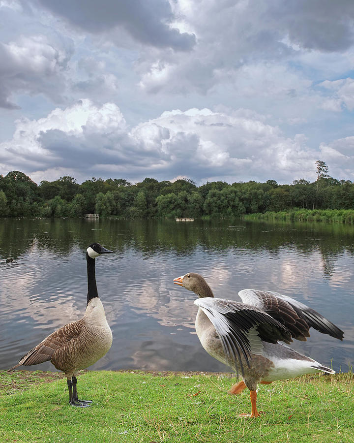 Strutting Their Stuff - Geese at the Lake Photograph by Gill Billington