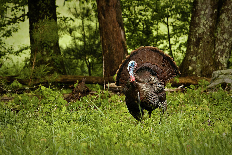 Strutting Tom Photograph by Randall Evans