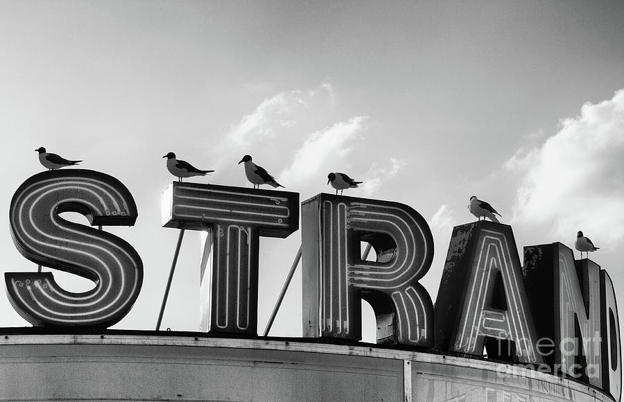 Bird Photograph - Strand Black and White by Tom Gari Gallery-Three-Photography