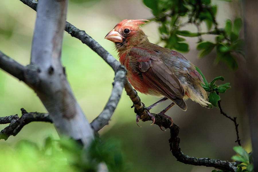 Stubby the Northern Cardinal Photograph by Debra Martz