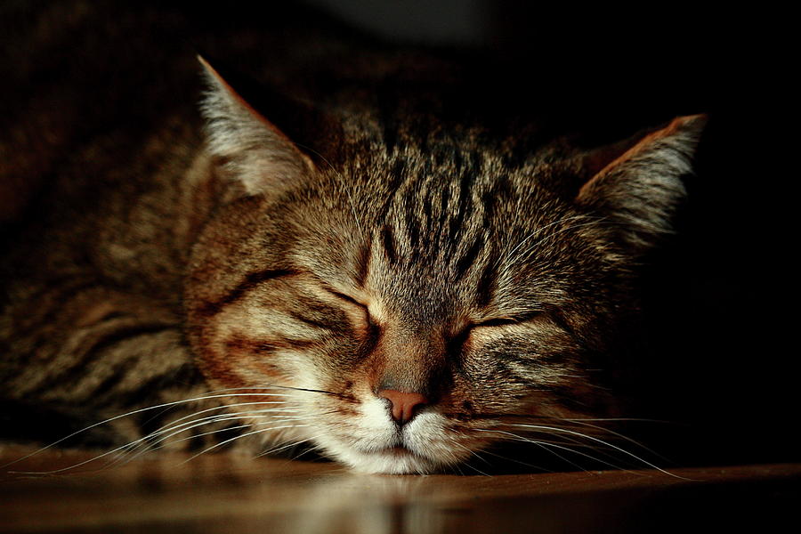 Sleeping  Cat Photograph