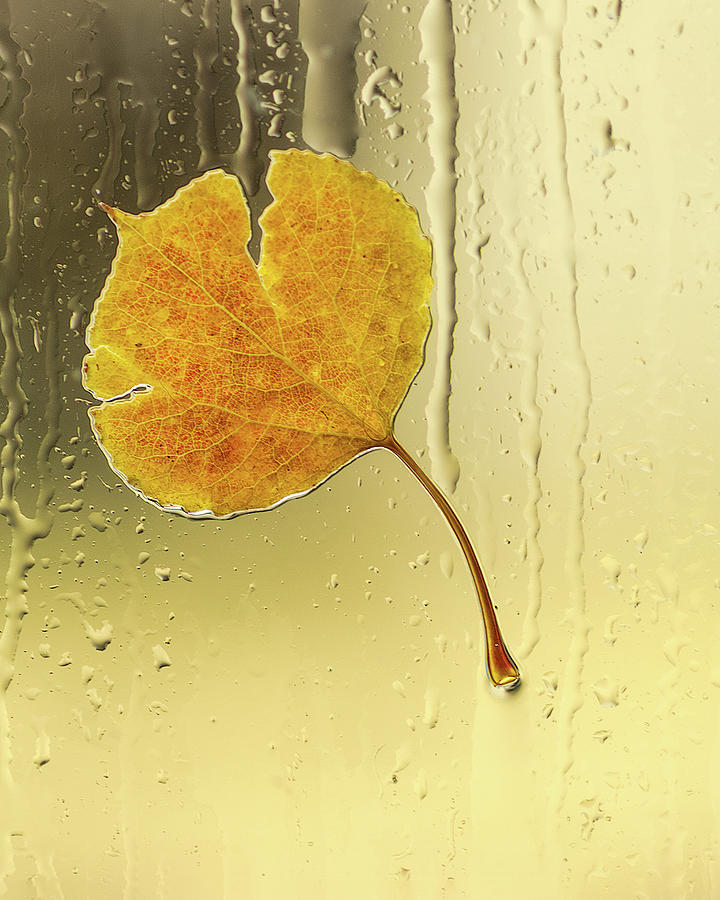 Autumn Photograph - Stuck Like Glue by Dennis Bolton Autumn Photograph - Stuck Like Glue by Dennis Bolton
