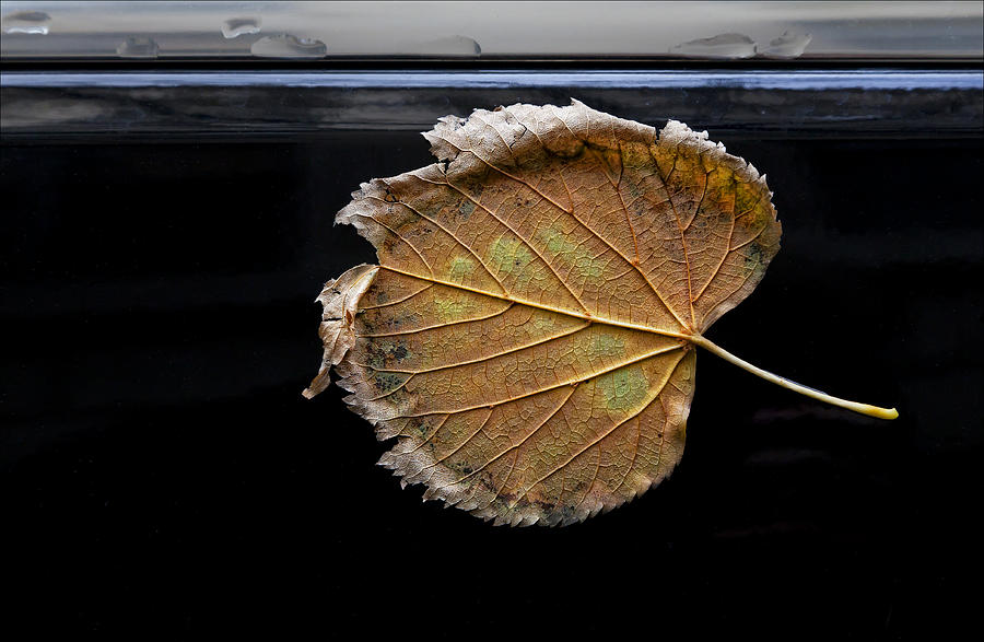 Fall Photograph - Stuck on You by Robert Ullmann
