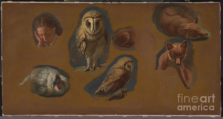 Studies of a Fox a Barn Owl  a Peahen and the Head of a Young Man Painting by Celestial Images