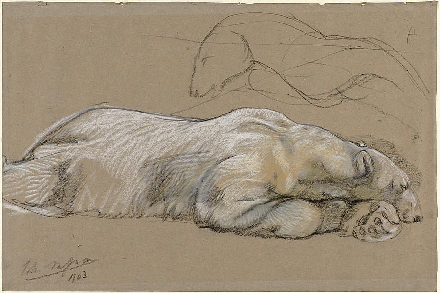 Studies of a Recumbent Polar Bear Drawing by John Macallan Swan