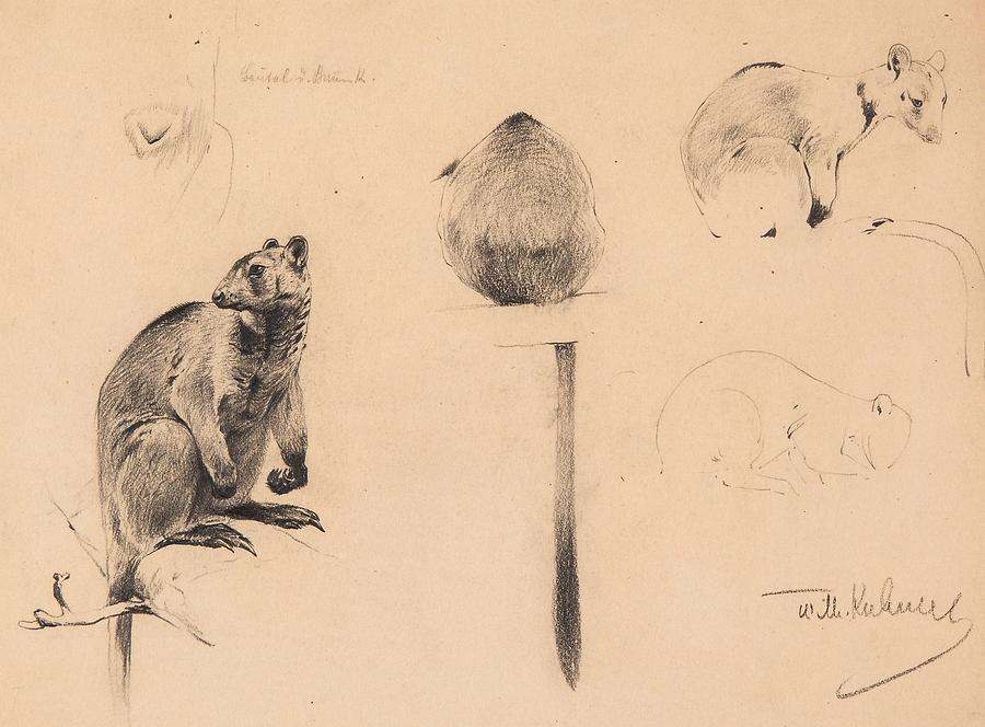 Studies of a Tree Kangaroo Painting by MotionAge Designs